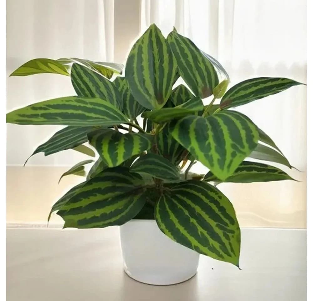 Coonoor Kunstpflanze 4er Pack Kleine Topfpflanze Grün - Bild 4