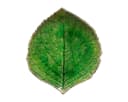 Costa Nova Vorspeisenteller Blatt-Form Hydrangea Leaf Grün Steinzeug Bild 2