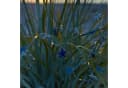 LED-Lichterkette Selma Starfish Blau 20-flg. Batteriebetrieb Bild 1