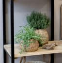 Chic Antique Aufbewahrungsdose mit Deckel aus Mangoholz Bild 5