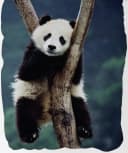 BrandMac Bettwäsche Panda Bär 100% Baumwolle Schwarz/Weiß Bild 1