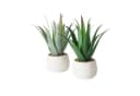 Kunstpflanze Aloe MONDRAGO 29 cm - BOLTZE GRUPPE Bild 5