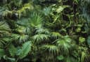 WALLARENA Fototapete Natur Modern Vlies Bunt Bild 2