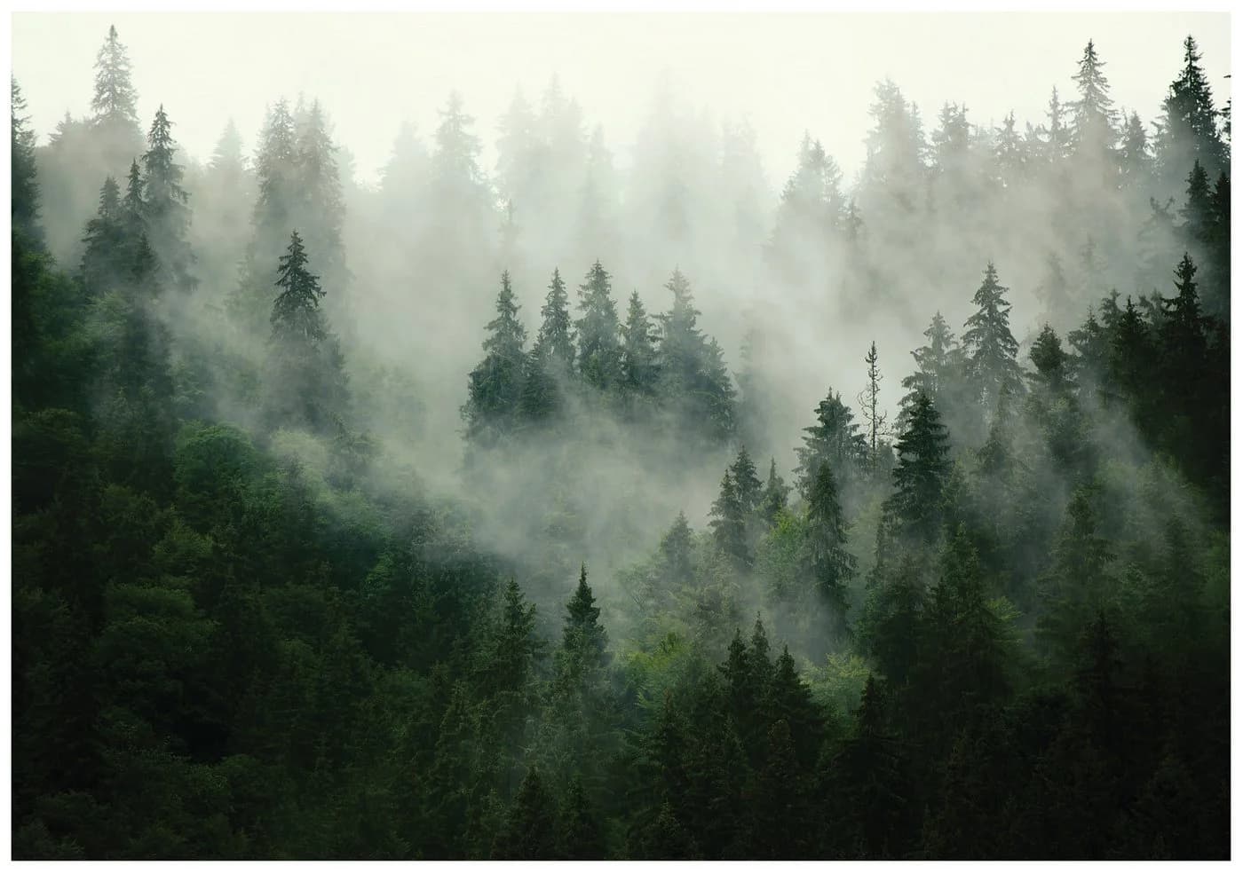 Wallarena Fototapete Wald im Nebel Grün Vlies - Bild 2