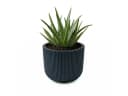 Prosperplast Blumentopf Milly Anthrazit mit herausnehmbarem Pflanzeinsatz Bild 2