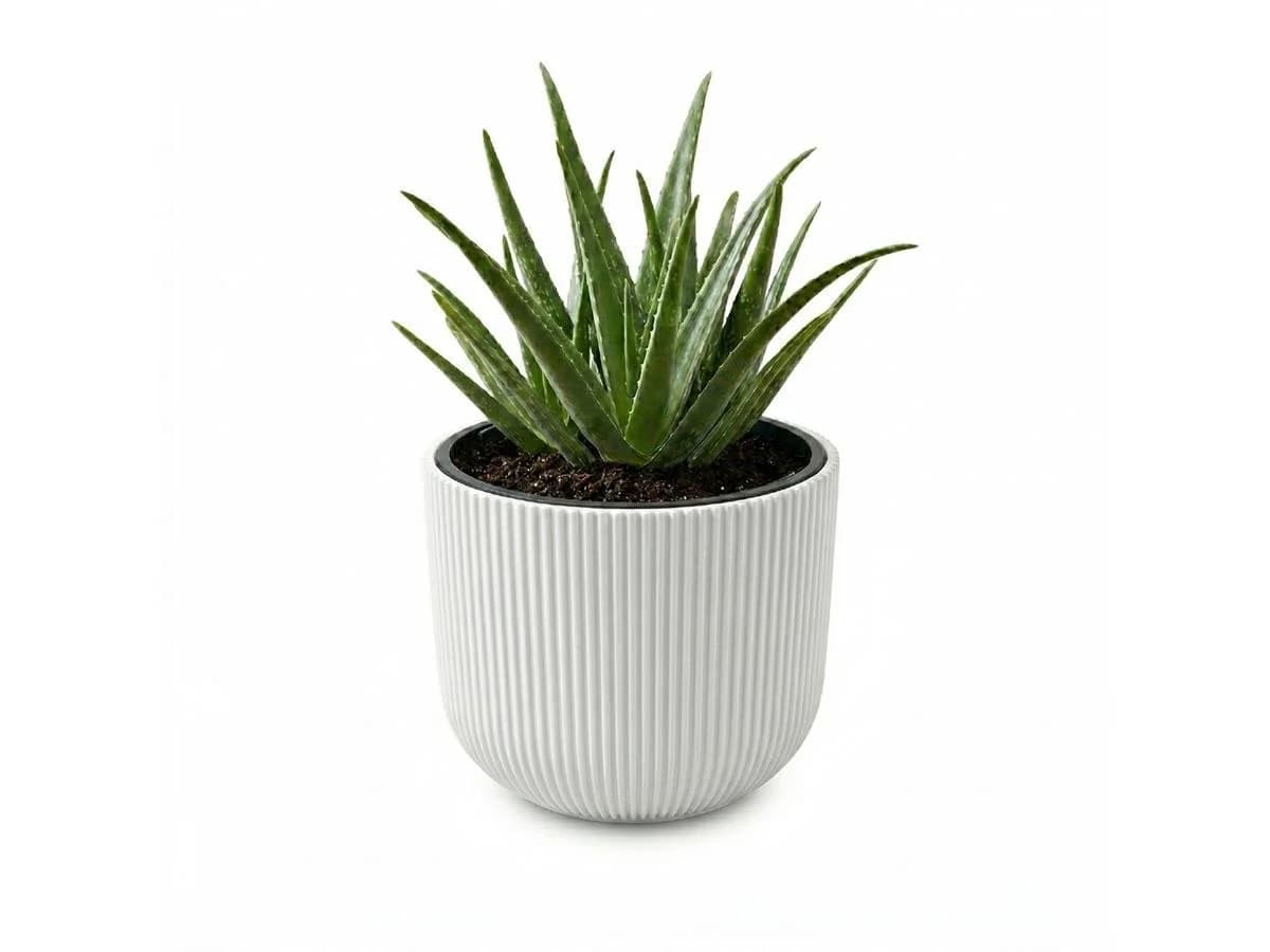 Prosperplast Blumentopf Milly Weiß mit herausnehmbarem Pflanzeinsatz - Bild 2