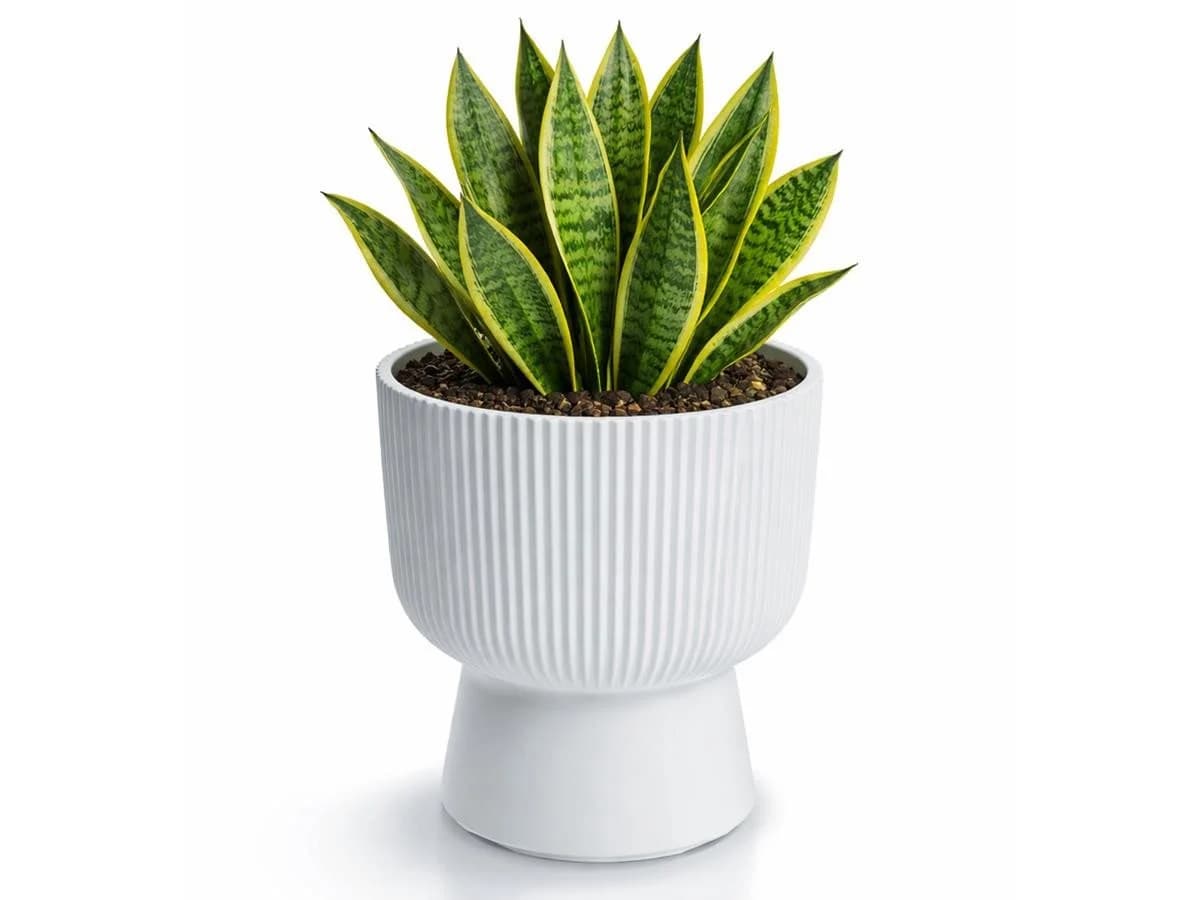 Prosperplast Blumentopf Milly Round Weiß mit Pflanzeinsatz - Bild 2