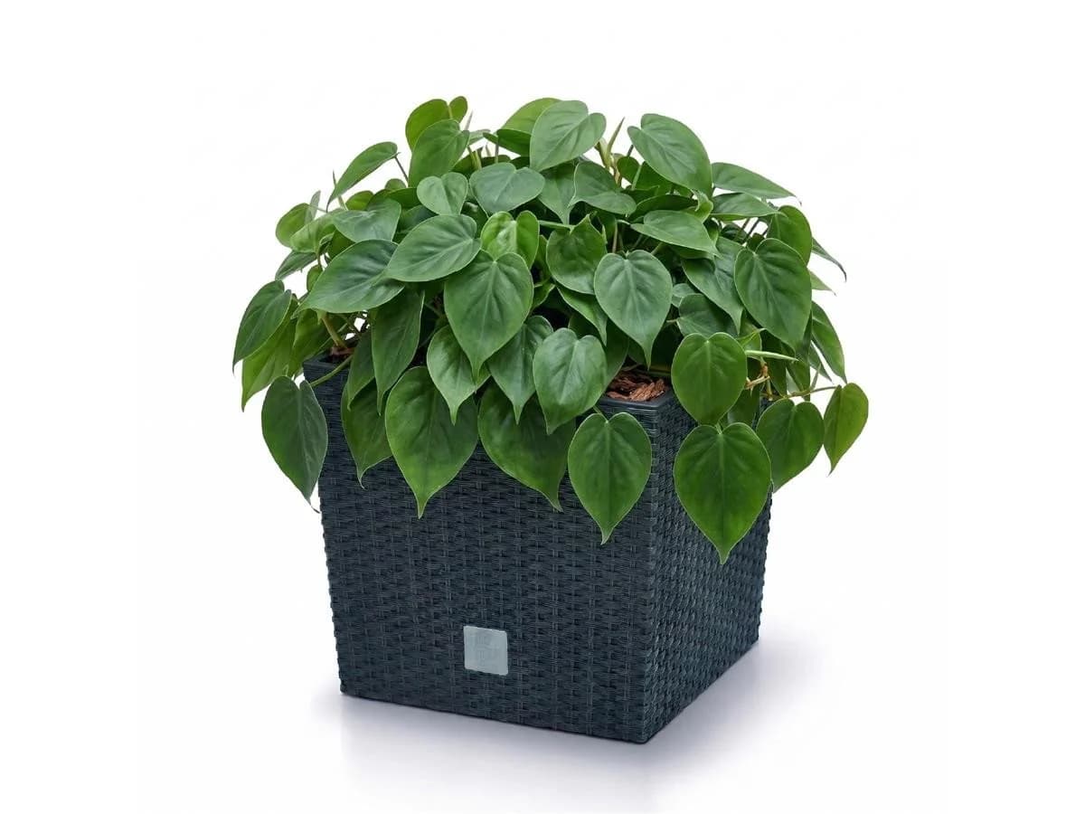 Prosperplast Blumentopf Rato Low Anthrazit mit Bewässerungssystem - Bild 5