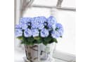 Agger Kunstblumenstrauß Geranie Rot 4 Bündel Seidenblumen Bild 3