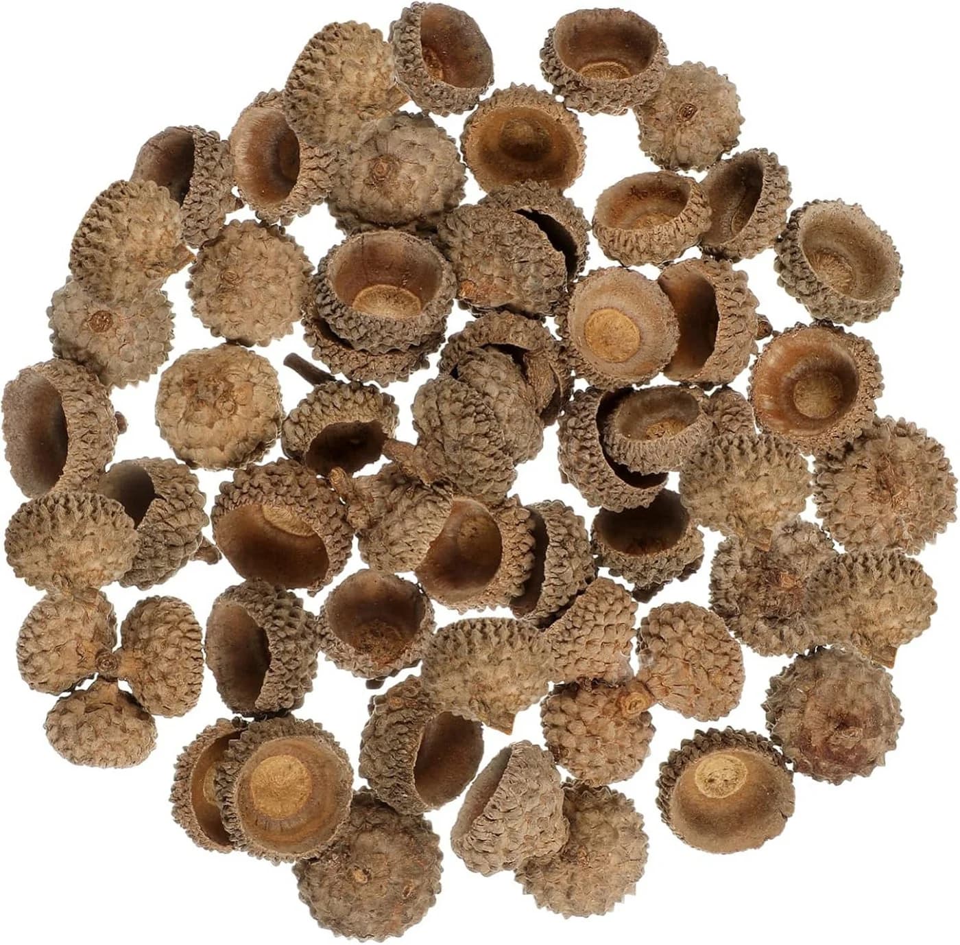 meytrade 50 Natürliche Eichelschalen Bastelnaturmaterial Herbstdeko - Bild 2
