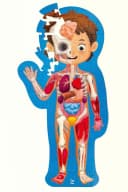 Hape Puzzle Mein Körper 60-teilig Anatomie 3D-Effekt Bunt Bild 1