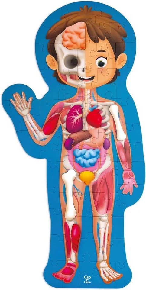 Hape Puzzle Mein Körper 60-teilig Anatomie 3D-Effekt Bunt - Bild 2