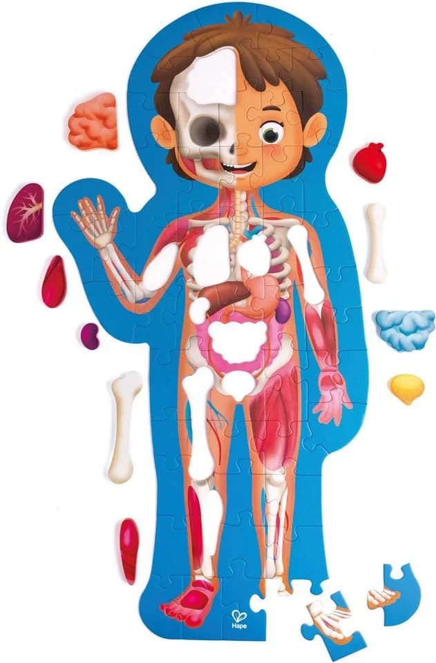 Hape Puzzle Mein Körper 60-teilig Anatomie 3D-Effekt Bunt - Bild 3