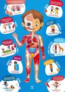 Hape Puzzle Mein Körper 60-teilig Anatomie 3D-Effekt Bunt Bild 4