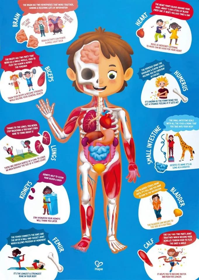 Hape Puzzle Mein Körper 60-teilig Anatomie 3D-Effekt Bunt - Bild 4