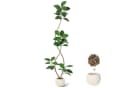 Künstlicher Geigenfeigenbaum GarveeMore 150 cm Bild 2