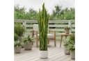 GarveeMore Künstliche Sansevieria 90cm mit Topf Bild 5