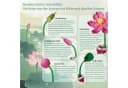 Bundviel Lotus Flowers Building Kit 710 St. Rosa mit Vase Bild 3