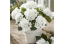 Agger Kunstblumenstrauß 4er Set Seiden Hortensie Weiß Bild 4