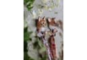 DecoHook Garderobenhaken Hauskatze Braun Bild 1