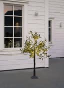 Star Trading Deko-Baum Olivec mit warmweißen LEDs Bild 5