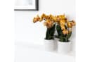 Exotenherz Phalaenopsis Orchidee Orange 12cm Topf Bild 1