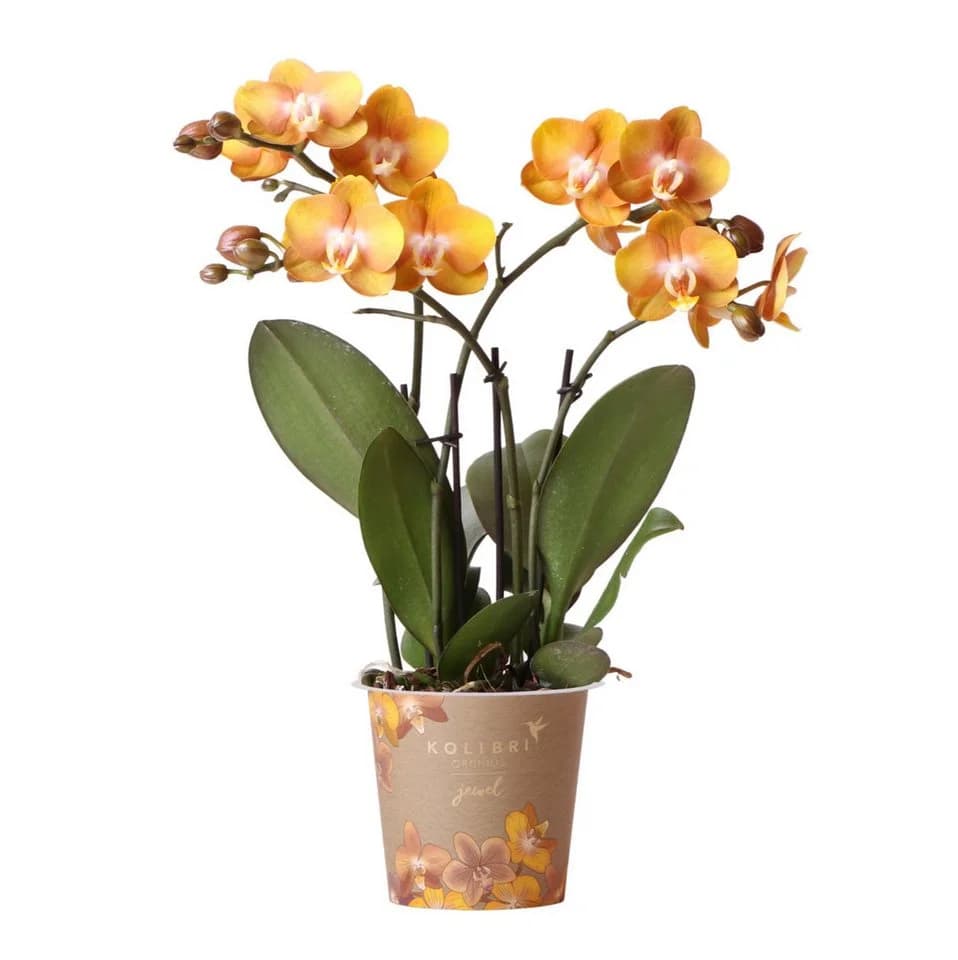Exotenherz Phalaenopsis Orchidee Orange 12cm Topf - Bild 2