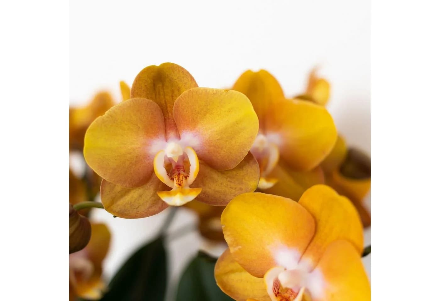 Exotenherz Phalaenopsis Orchidee Orange 12cm Topf - Bild 4
