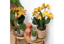 Exotenherz Phalaenopsis Orchidee Orange 12cm Topf Bild 5