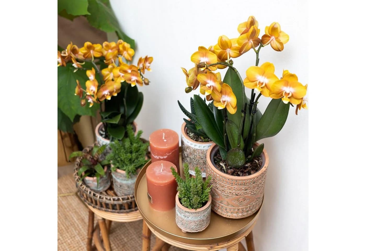 Exotenherz Phalaenopsis Orchidee Orange 12cm Topf - Bild 5