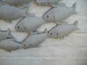 Deko-Impression Wanddekoobjekt Fischschwarm Metall Bild 5