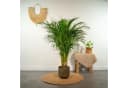 Florora Areca-Palme Dypsis Lutescens 110 cm Topf 21 cm Bild 1