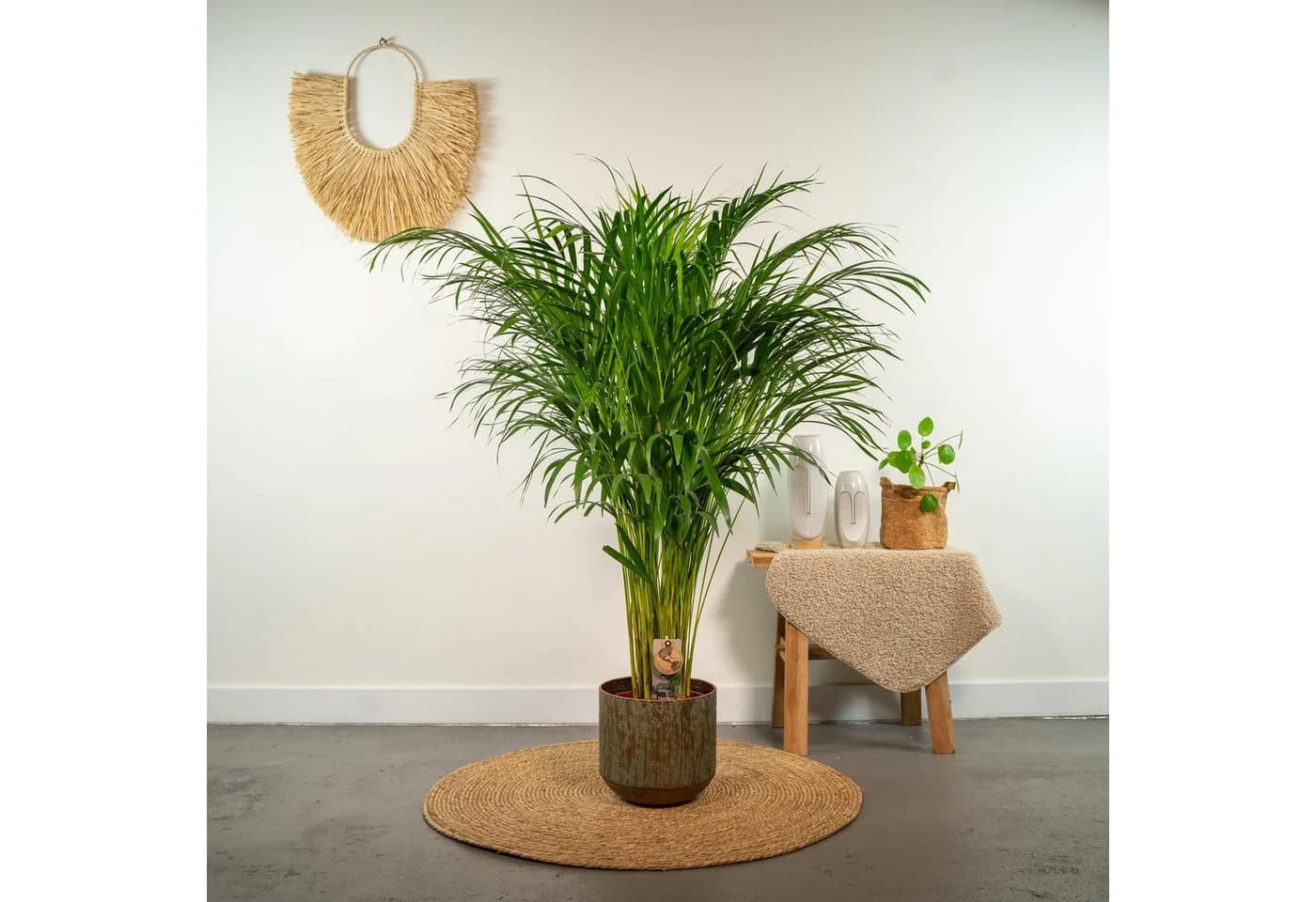 Florora Areca-Palme Dypsis Lutescens 110 cm Topf 21 cm