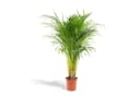 Florora Areca-Palme Dypsis Lutescens 110 cm Topf 21 cm Bild 2
