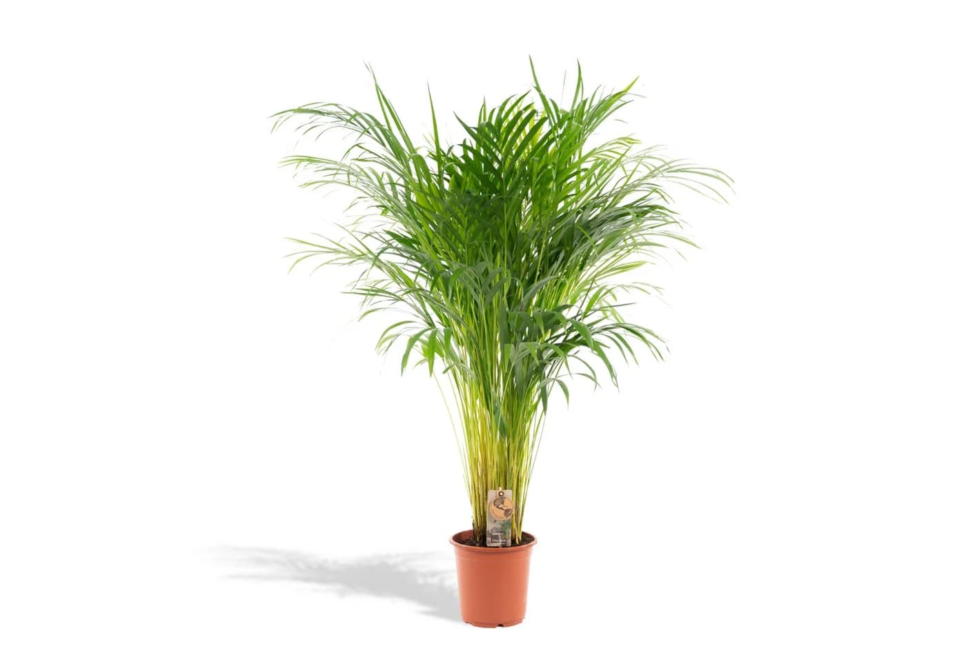 Florora Areca-Palme Dypsis Lutescens 110 cm Topf 21 cm - Bild 2
