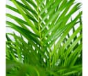 Florora Areca-Palme Dypsis Lutescens 110 cm Topf 21 cm Bild 3