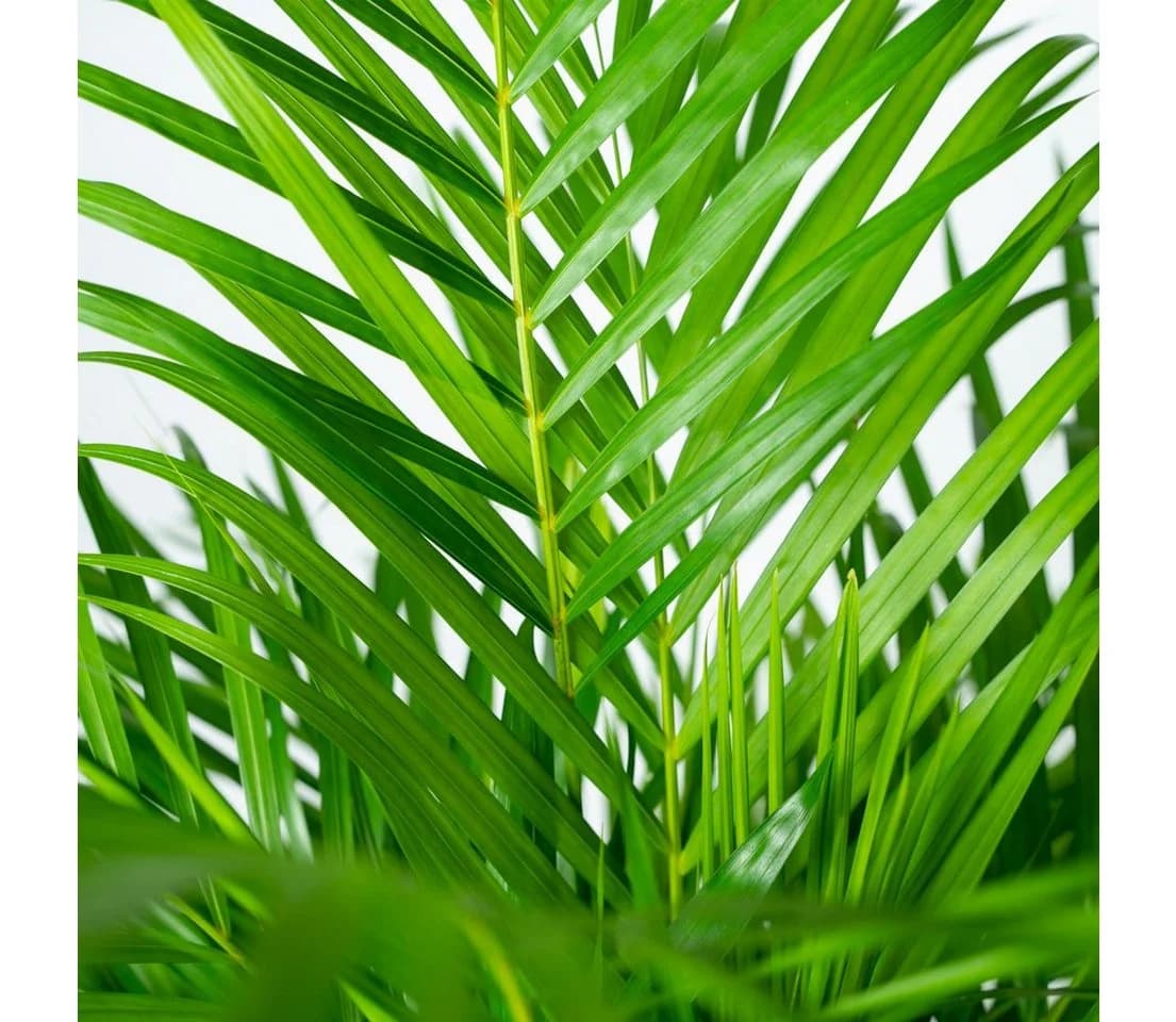 Florora Areca-Palme Dypsis Lutescens 110 cm Topf 21 cm - Bild 3