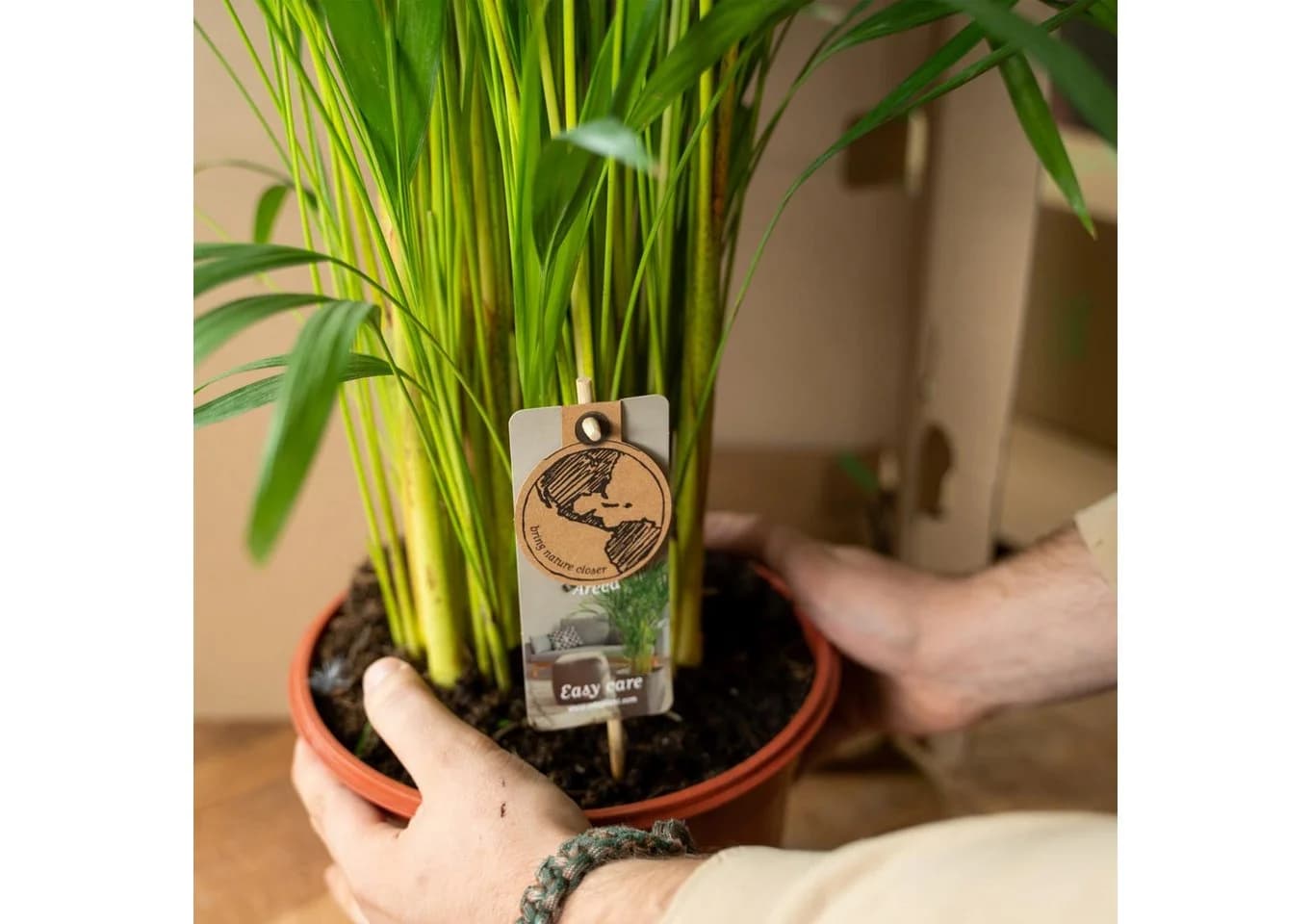 Florora Areca-Palme Dypsis Lutescens 110 cm Topf 21 cm - Bild 4