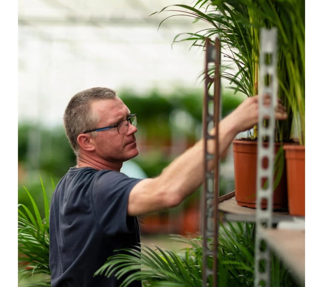 Florora Areca-Palme Dypsis Lutescens 110 cm Topf 21 cm - Bild 5