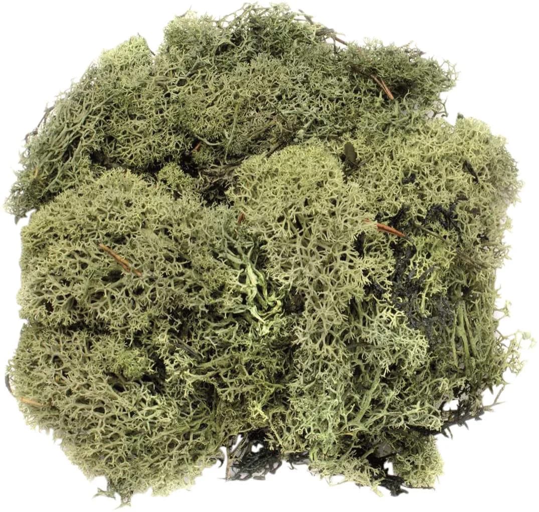 Glorex Islandmoos 50g Dunkelgrün