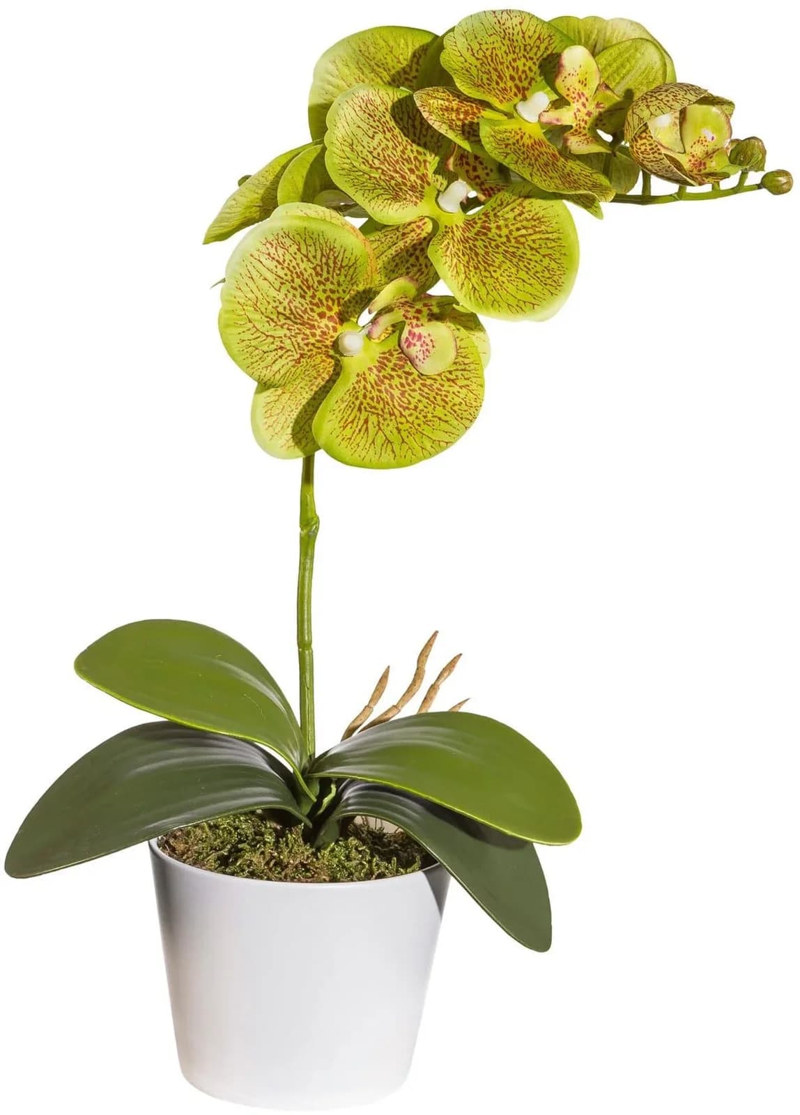 GASPER Kunstpflanze Orchidee Grün im weißen Keramiktopf