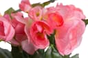 BOTANIC-HAUS Kunstblume Begonienbusch 7 Stiele Hellpink Bild 1