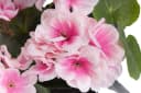 BOTANIC-HAUS Kunstblume Geranie mit 6 Stielen Beige Rosa Bild 1