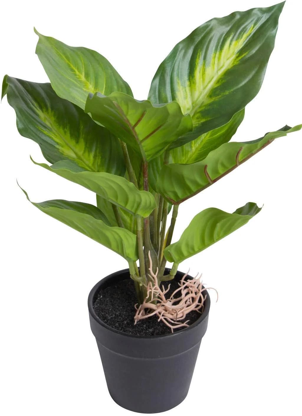 BOTANIC-HAUS Künstliche Zimmerpflanze Dieffenbachia Camila Grün Schwarz