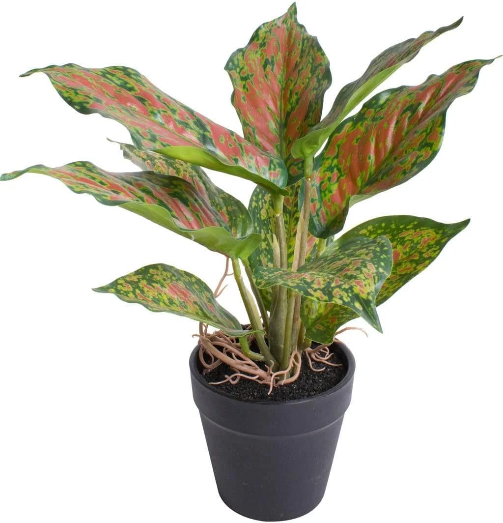 BOTANIC-HAUS Künstliche Zimmerpflanze Caladium Bunt Grün Rotbraun