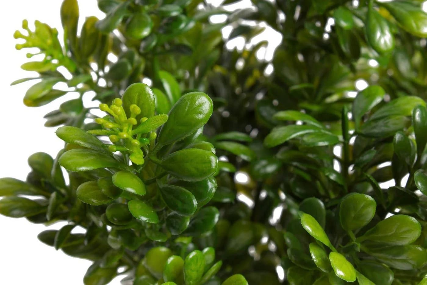 BOTANIC-HAUS Künstliche Zimmerpflanze Buchsbusch 7 Stiele Grün