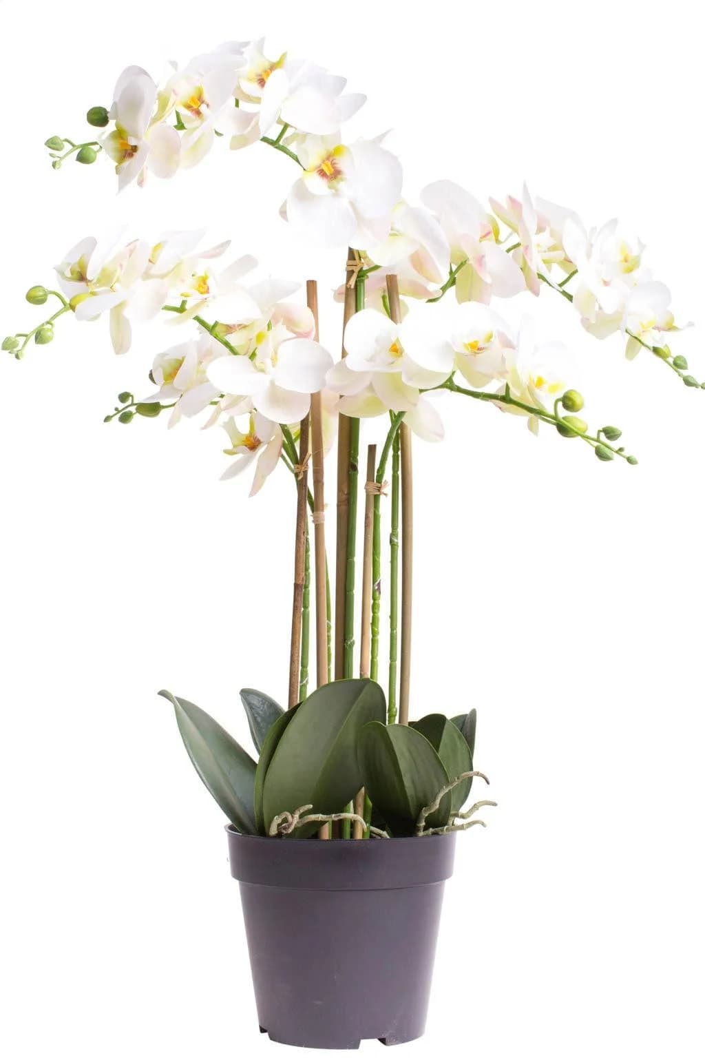 Kunstorchidee Bora Orchidee, Botanic-Haus