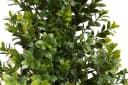 Botanic-Haus Künstliche Zimmerpflanze Buchsbaum im Topf Grün Bild 1