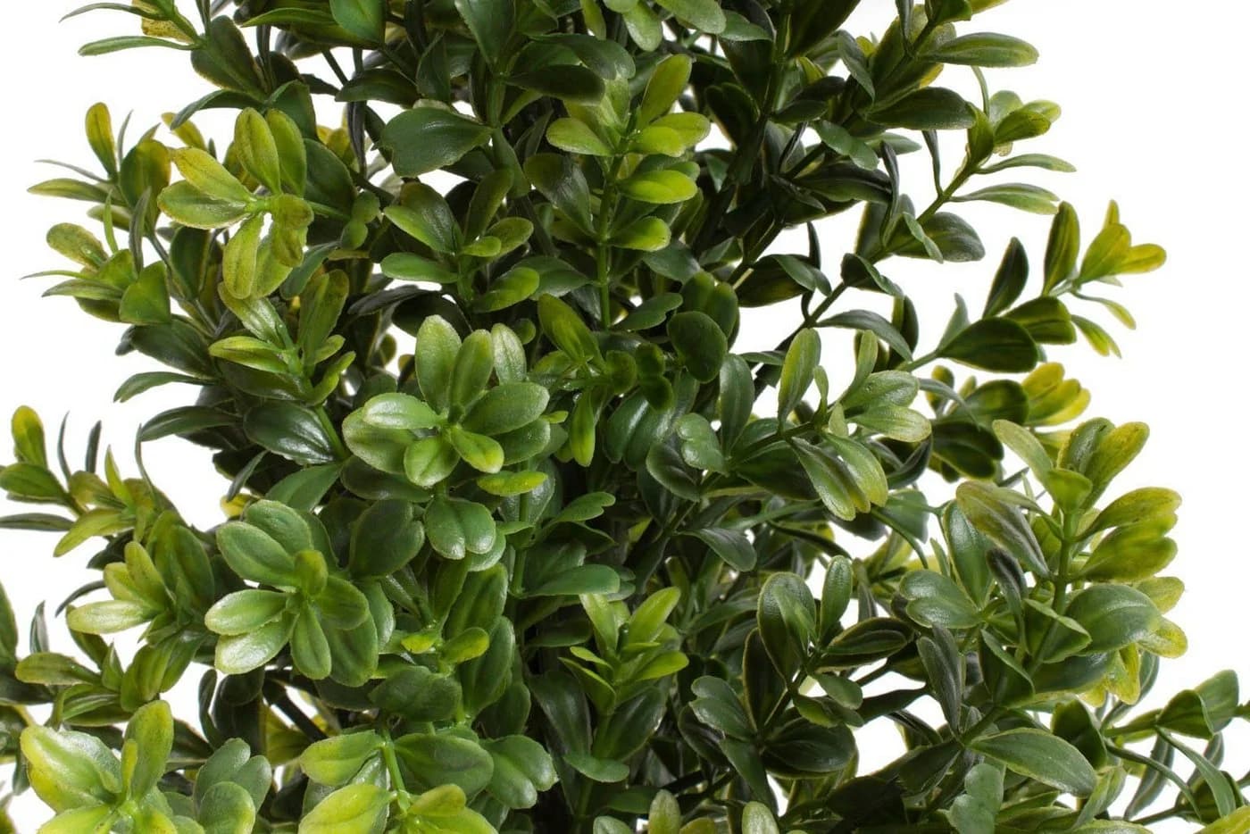 Botanic-Haus Künstliche Zimmerpflanze Buchsbaum im Topf Grün