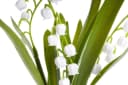 Kunstblume Maiglöckchen im Glas, Botanic-Haus Bild 1